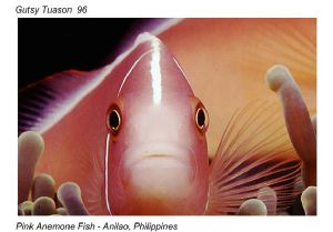 Pink Anemone Fish - Anilao, Philippines taken with Nikono... by Scott D. Tuason 